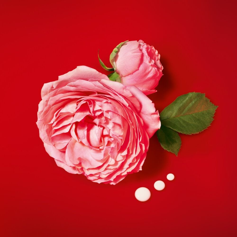 Pink roses with green leaves on a red background