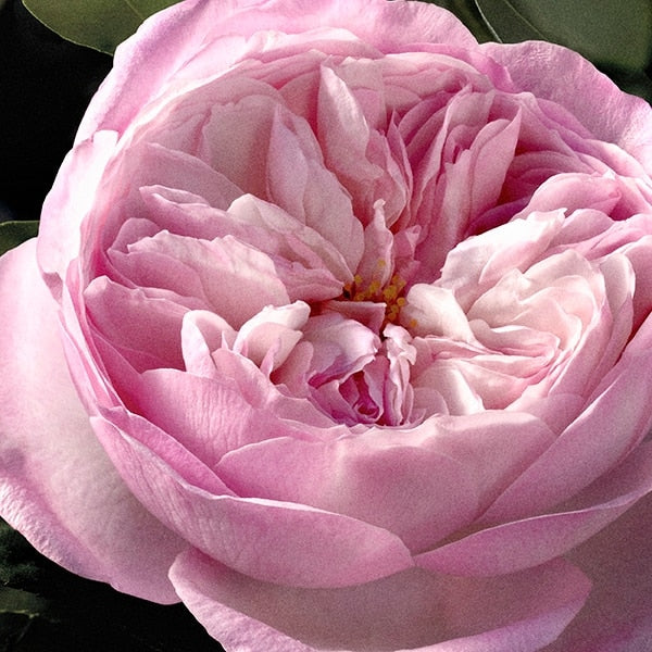 Chloé Rose Naturelle Intense Eau De Parfum 30ml