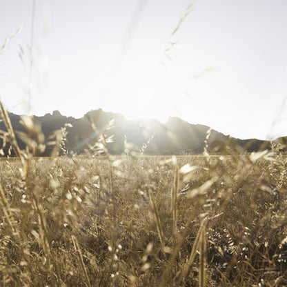 Burberry Goddess Eau De Parfum 30ml