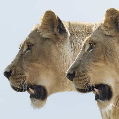 Burberry Goddess Eau De Parfum 50ml