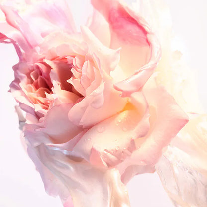 Bvlgari Rose Gol Blossom Delight Eau De Toilette 50ml