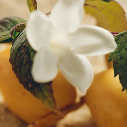 Chloé Nomade Jasmin Naturel Eau De Parfum Intense 75ml