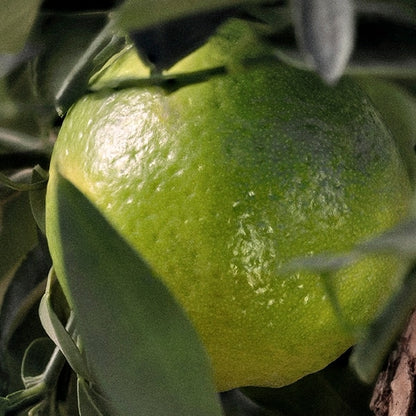 Chloé Rose Naturelle Intense Eau De Parfum 100ml