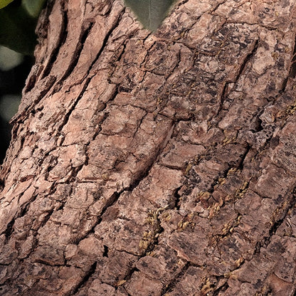 Chloé Rose Naturelle Intense Eau De Parfum 50ml