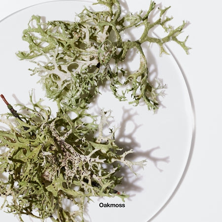 Clinique Aromatics Elixir EDP Spray 100ml