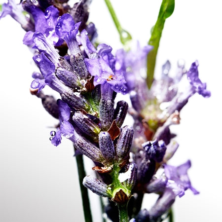 Davidoff Coolwater EDT 125ml