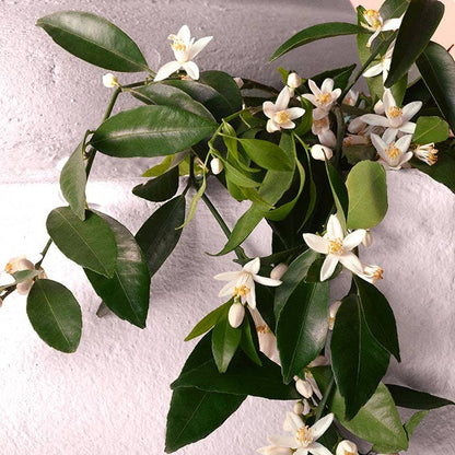 Dolce & Gabbana Devotion Intense Eau De Parfum 100ml