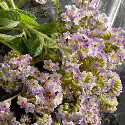 Dolce & Gabbana Q Intense Eau De Parfum 100ml