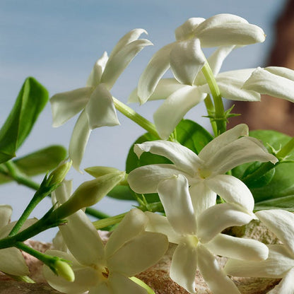 Dolce & Gabbana Q Parfum 100ml