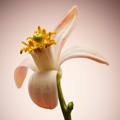 Close-up of a white flower with yellow center on a pinkish-beige background