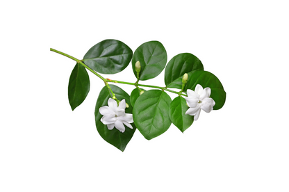 Molinard DE Molinard Eau De Toilette 75ml Spray