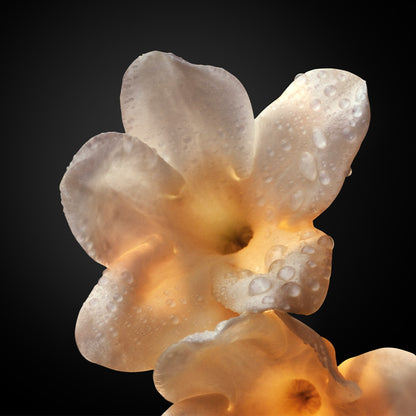 Rabanne Olympea Absolu Eau De Parfum 50ml