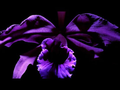 Mugler Amen Stellar Eau De Parfum 50ml